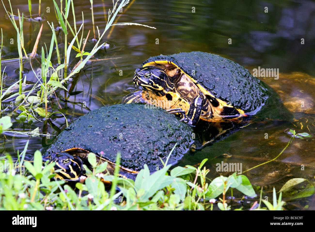 Florida Redbelly Turtle il montaggio di un altro Foto Stock