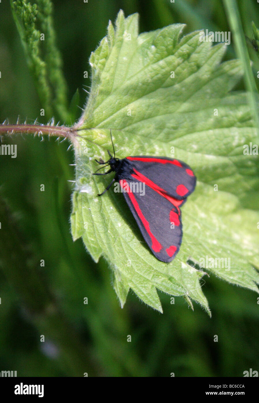 Il cinabro Moth, Tyria jacobaeae, Arctiidae. Un giorno Flying Moth. Foto Stock