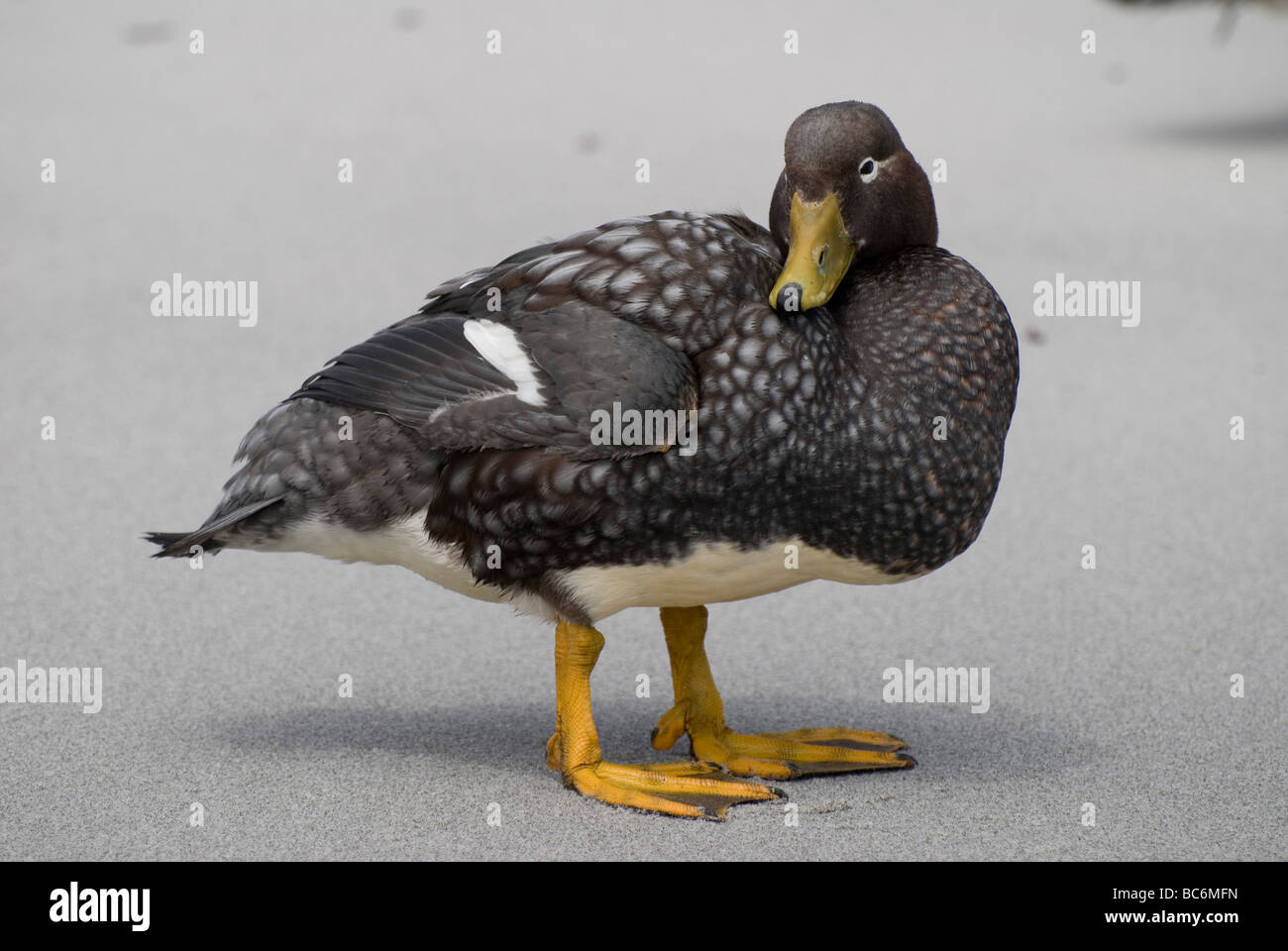 Sistema per la cottura a vapore Falkland Duck, Tachyeres brachypterus, noto anche come un anatra Logger Foto Stock