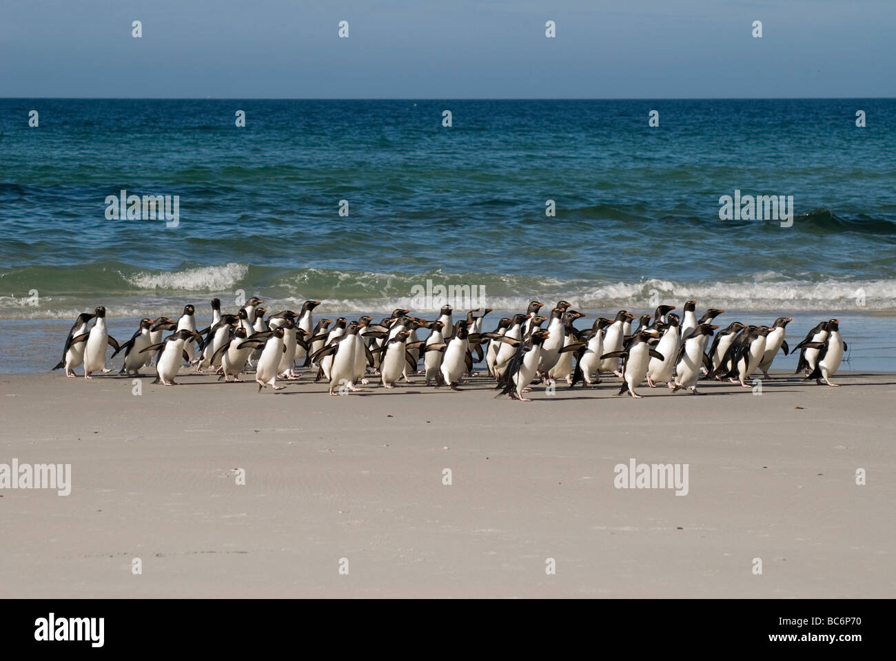 Un gruppo di Southern pinguini saltaroccia, Eudyptes chrysocome, emergendo dal mare insieme in una parata dei pinguini Foto Stock