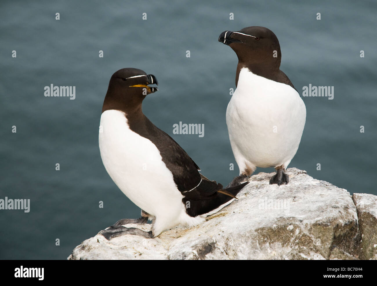 Due razorbills in appoggio su di una battuta di una scogliera rocciosa Foto Stock