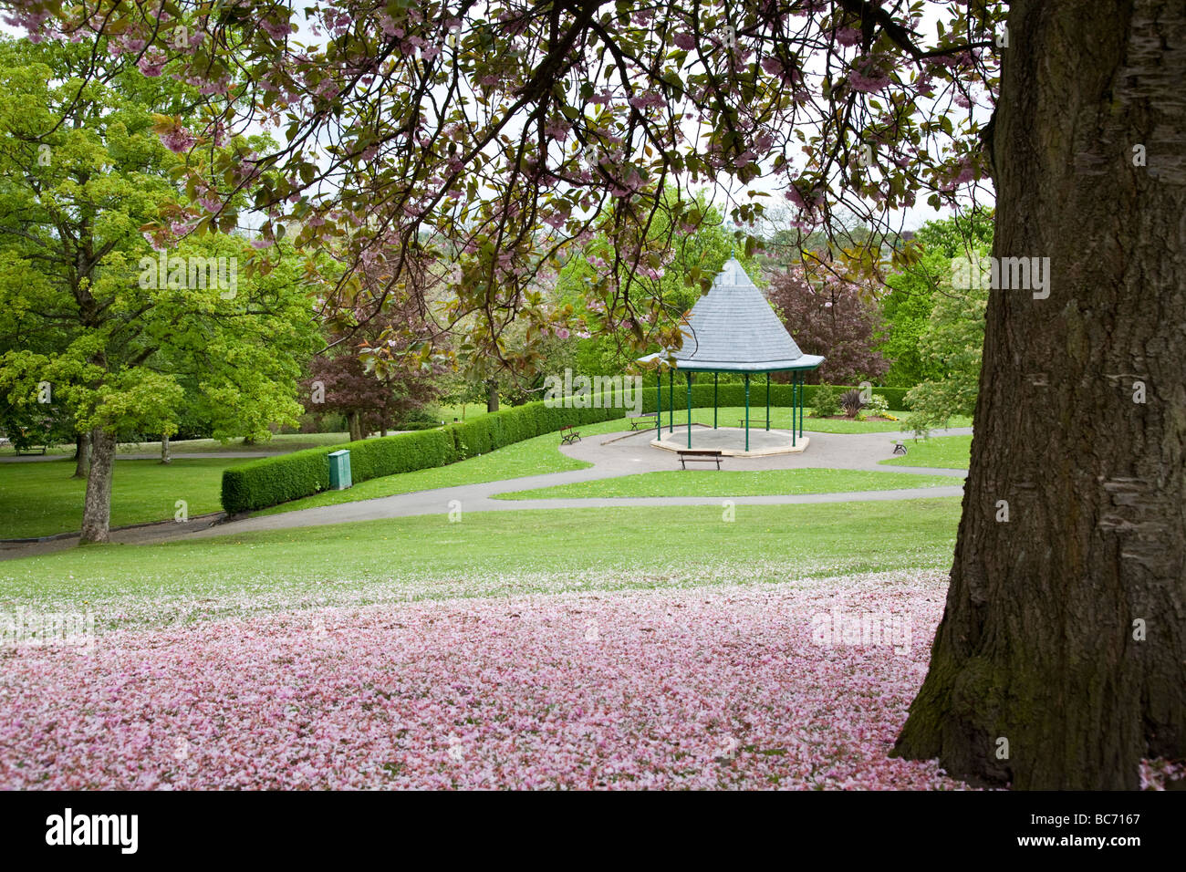 Fiore di Ciliegio alberi e palco per spettacoli. Vernon Park, Stockport, Greater Manchester, Regno Unito. Foto Stock