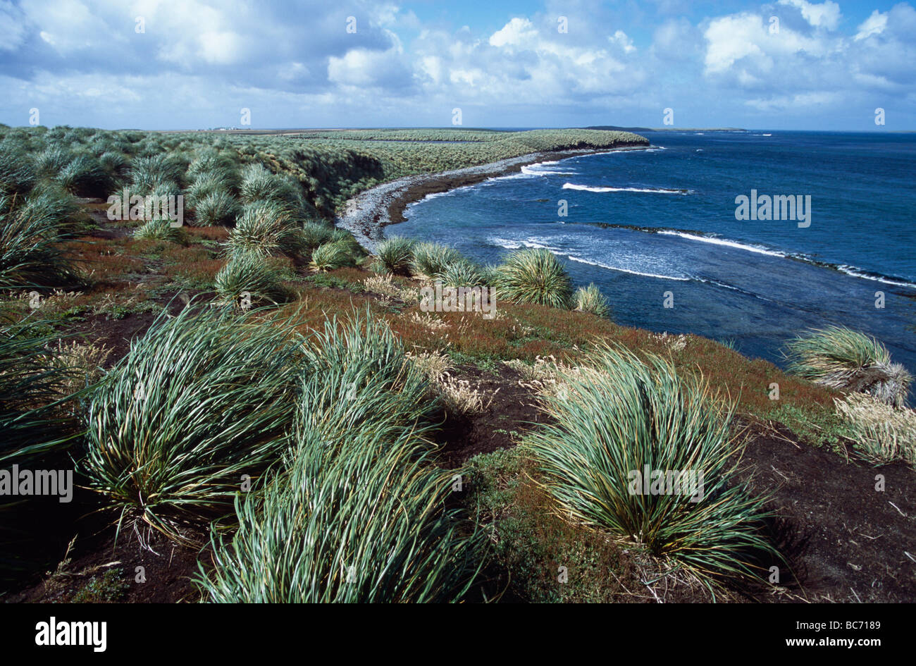 Tussac erba, Poa flabellata, su una scogliera che si affaccia sul mare Foto Stock