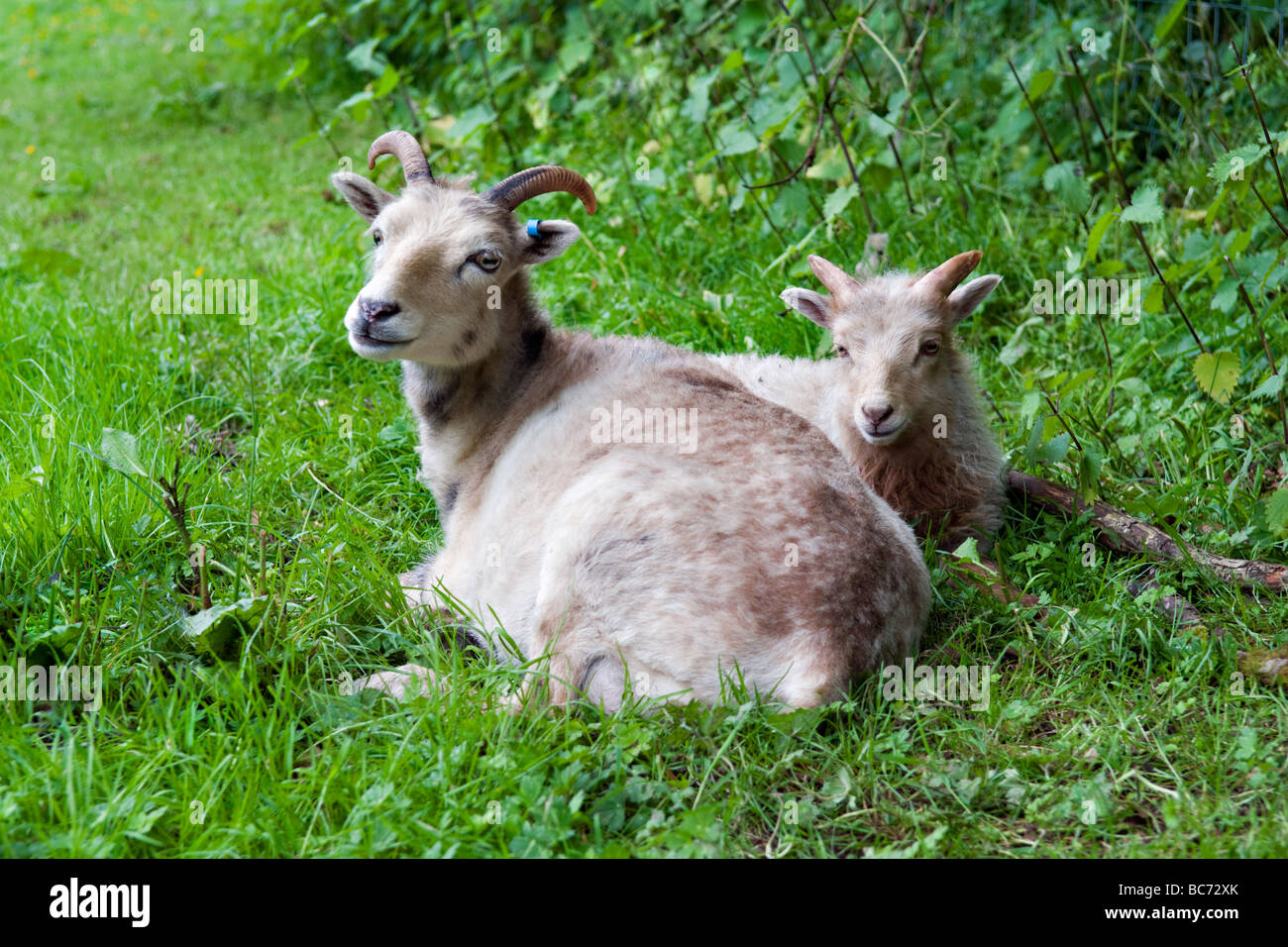North Ronaldsay pecora seduta con agnello nel campo Foto Stock