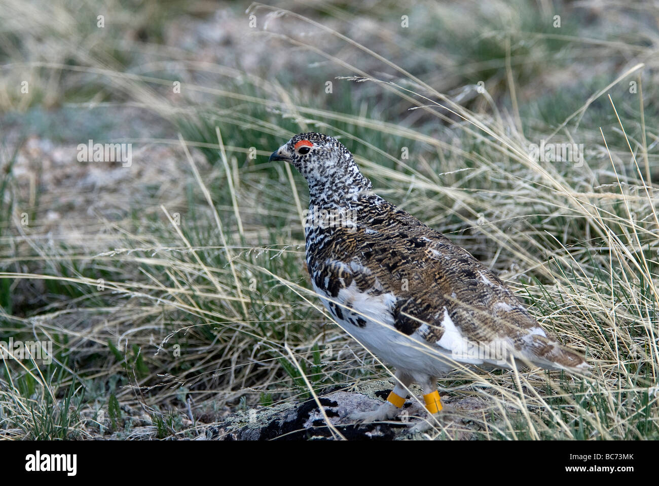 Maschio nastrati White Tailed Ptarmigan Lagopus leucura Foto Stock