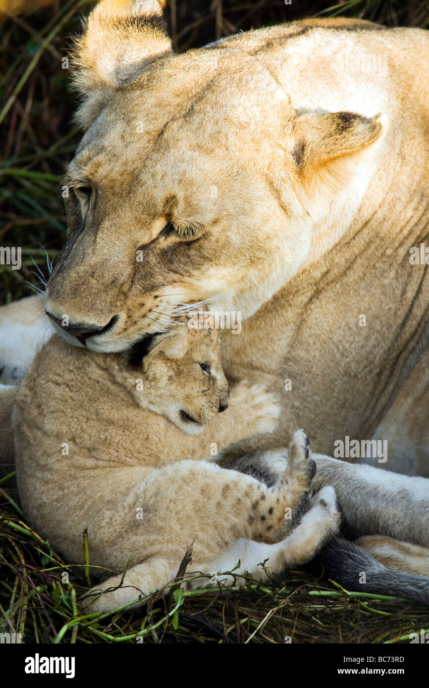 Leonessa a coltivare i giovani cub - Masai Mara riserva nazionale, Kenya Foto Stock