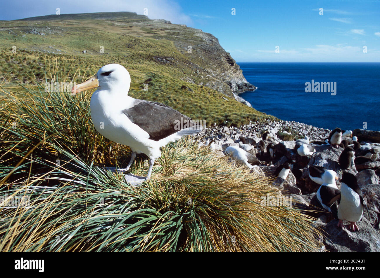Un Black-browed Albatross, Thalassarche melanophry, in piedi su erba Tussac (Poa flabellata) . Anche nero-browed Mollymawk. Foto Stock