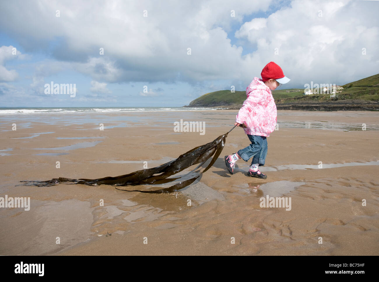 Una giovane ragazza gioca con dsupporto grande pezzo di alghe scoperto durante la riproduzione in una rockpool sulla spiaggia di Croyde in North Devon Foto Stock