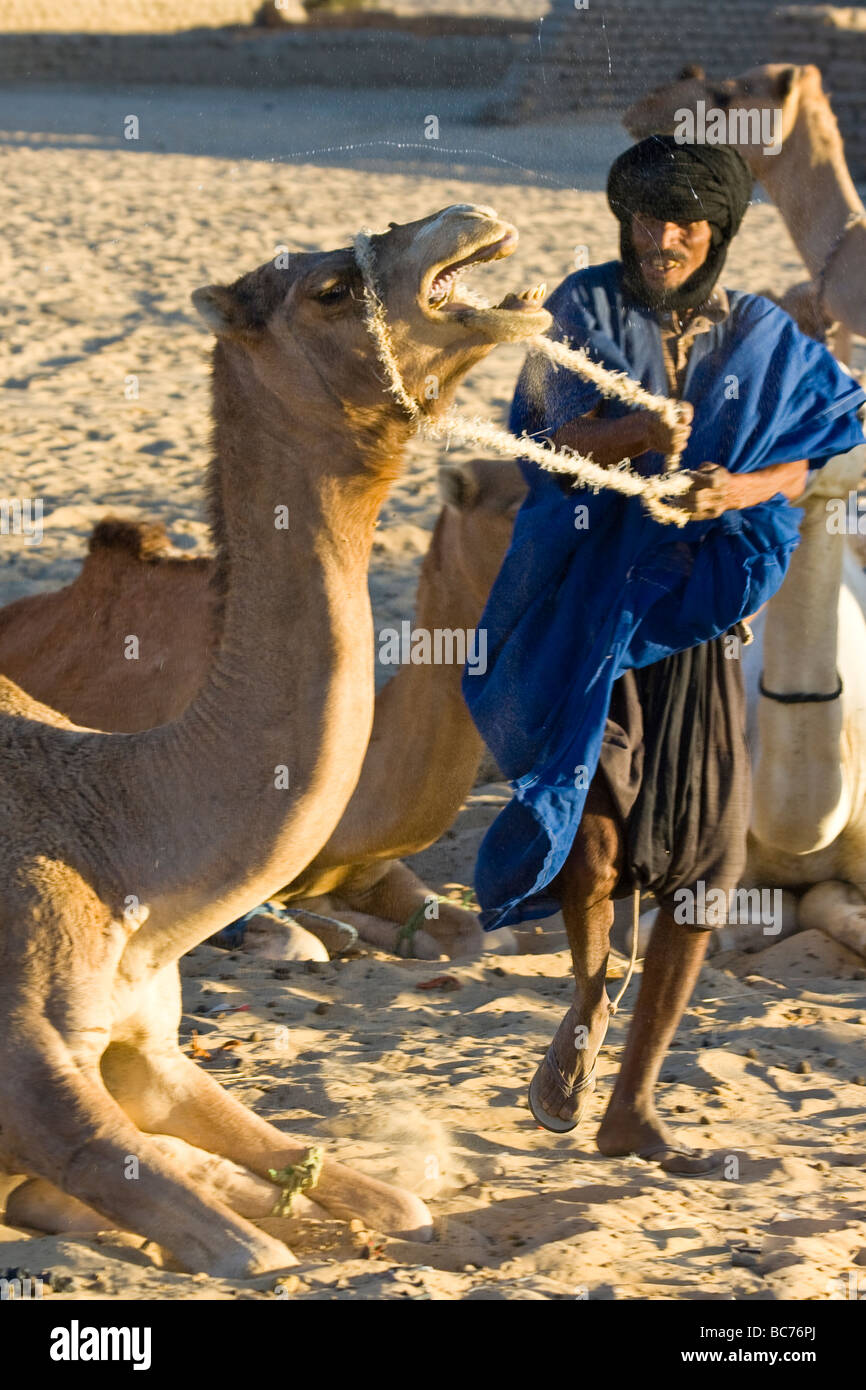 Il tuareg l uomo la manipolazione di un cammello di Timbuktu Mali Foto Stock