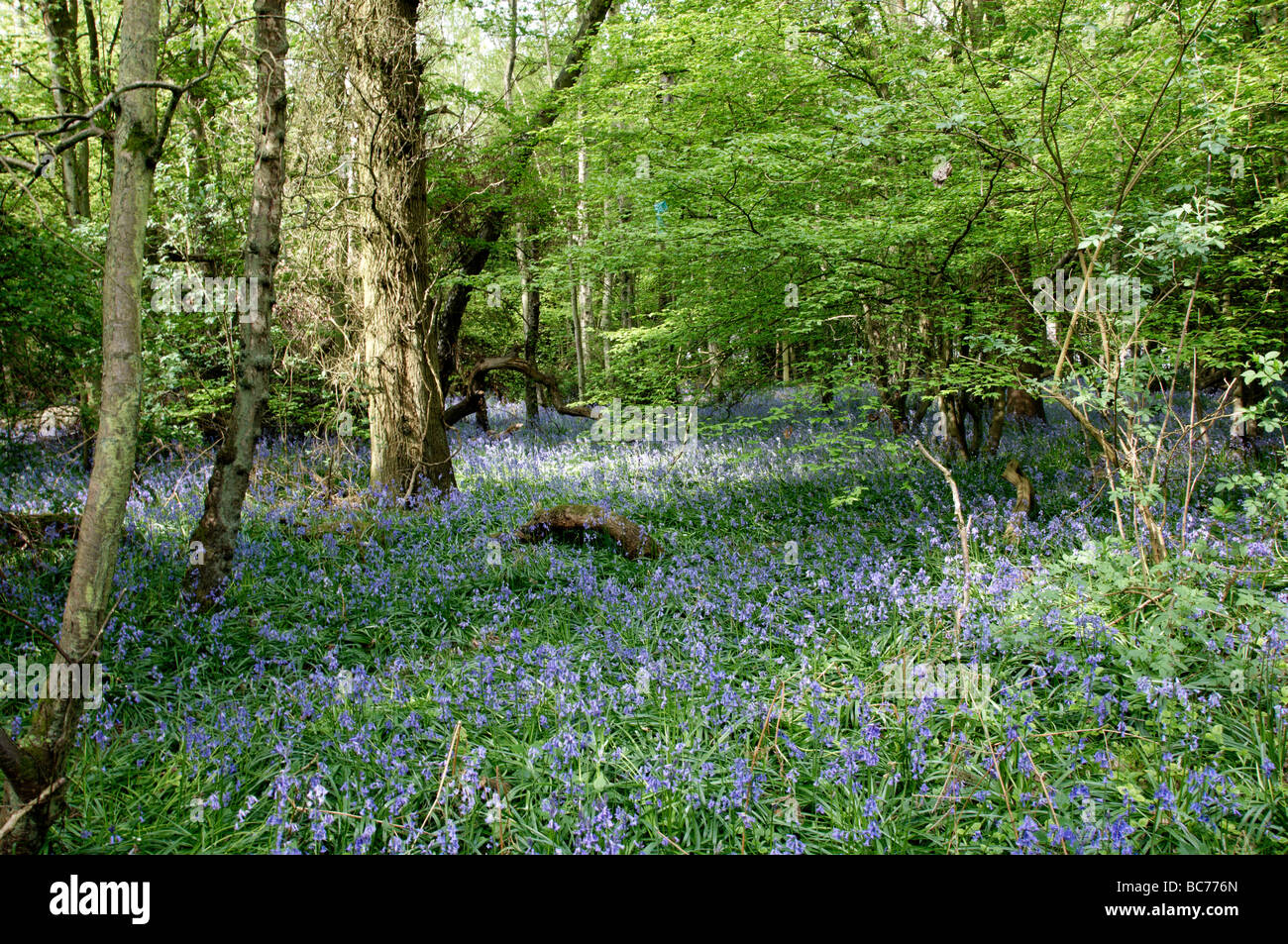 Una vista delle Bluebells in un bosco a primavera tempo Foto Stock