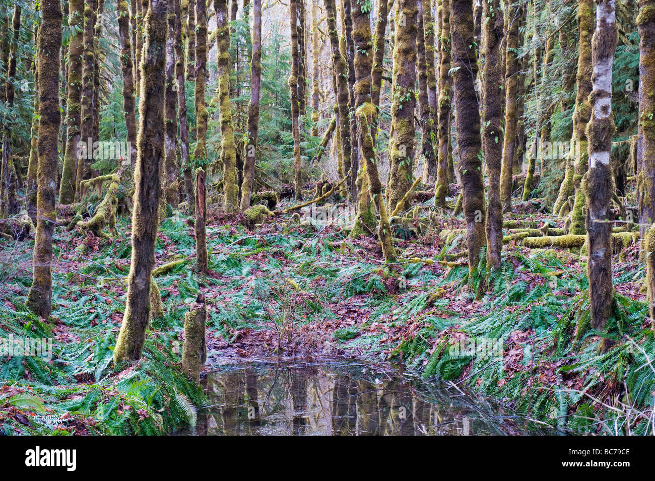 Carmanah Walbran Parco Provinciale Vancouver Island British Columbia Canada Foto Stock