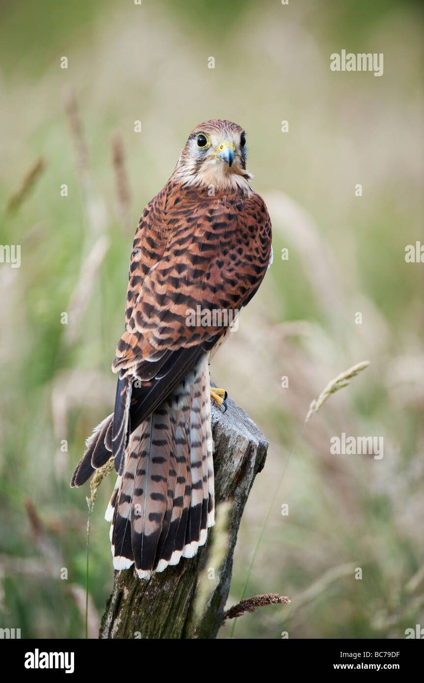 Il Gheppio, il Falco tinnunculus, su un palo di legno nella campagna inglese Foto Stock