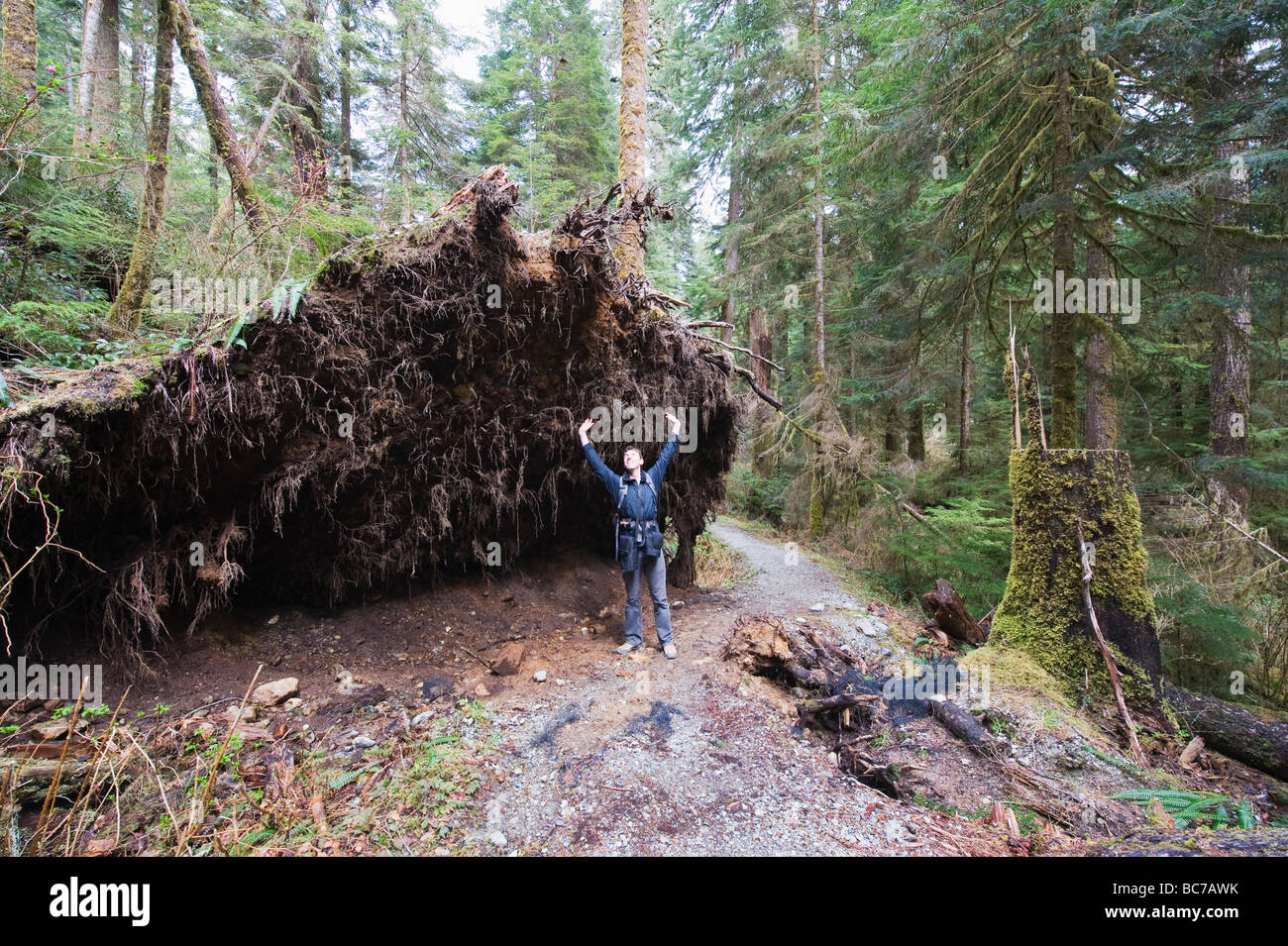 Vecchia Foresta in Carmanah Walbran Parco Provinciale Vancouver Island British Columbia Canada Foto Stock