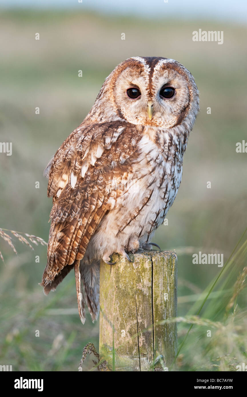 Strix aluco. Allocco su un palo di legno nella campagna inglese e al crepuscolo Foto Stock