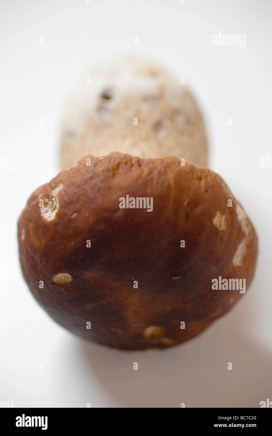 Fresh cep, visto dall'estremità tappo - Foto Stock