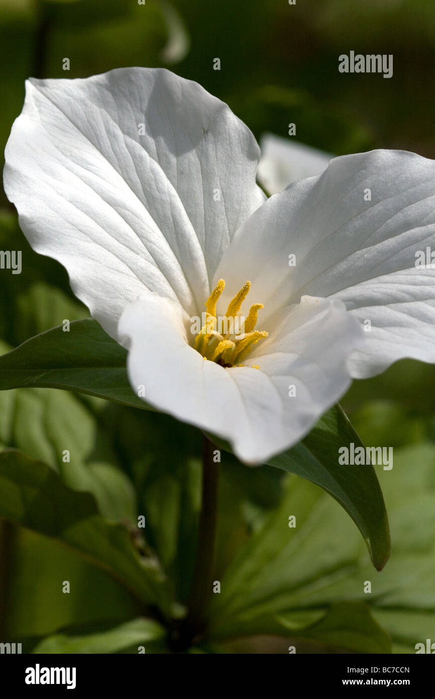 Trillium piante fiorite crescente selvatici sul suolo della foresta nella Penisola Superiore del Michigan STATI UNITI Foto Stock