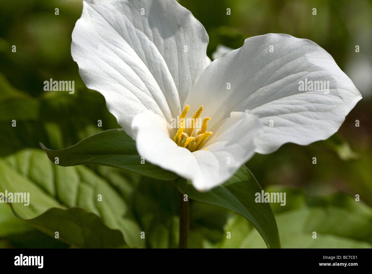 Trillium piante fiorite crescente selvatici sul suolo della foresta nella Penisola Superiore del Michigan STATI UNITI Foto Stock