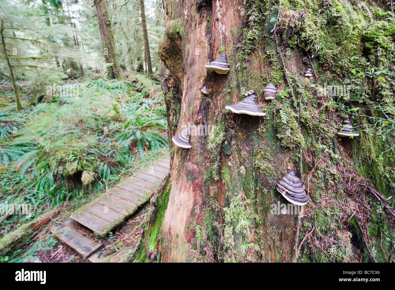 Vecchia Foresta in Carmanah Walbran Parco Provinciale Vancouver Island British Columbia Canada Foto Stock