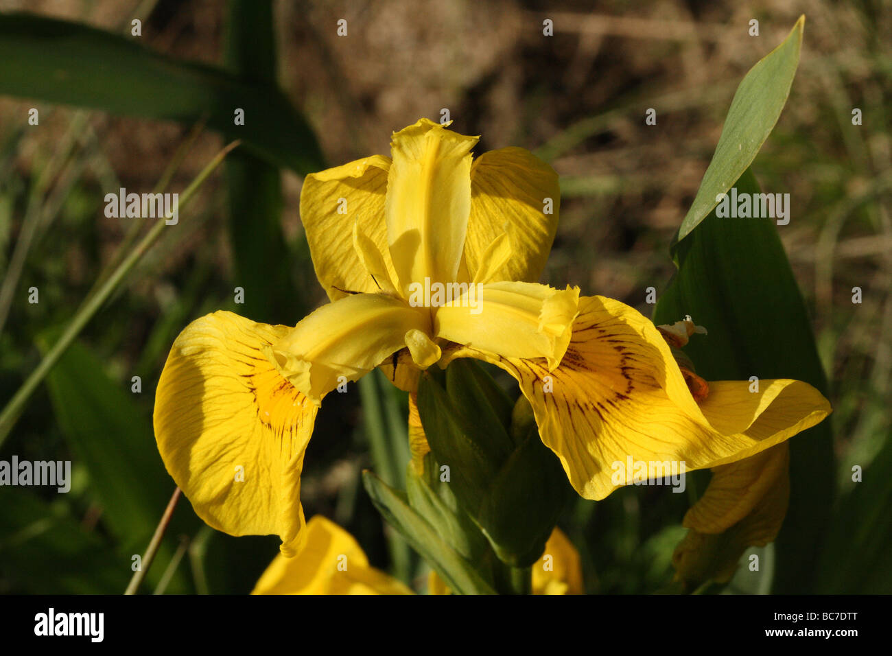 Bandiera gialla Iris Iris pseudacorus famiglia Iridaceae chiudi colpo di Flwer canon macro 100 mm Foto Stock