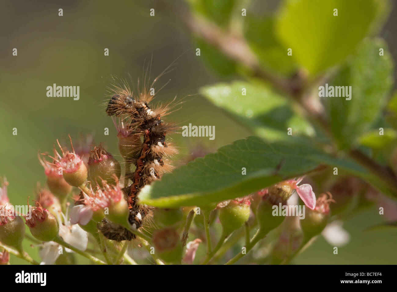 Nodo pugnale caterpillar Foto Stock