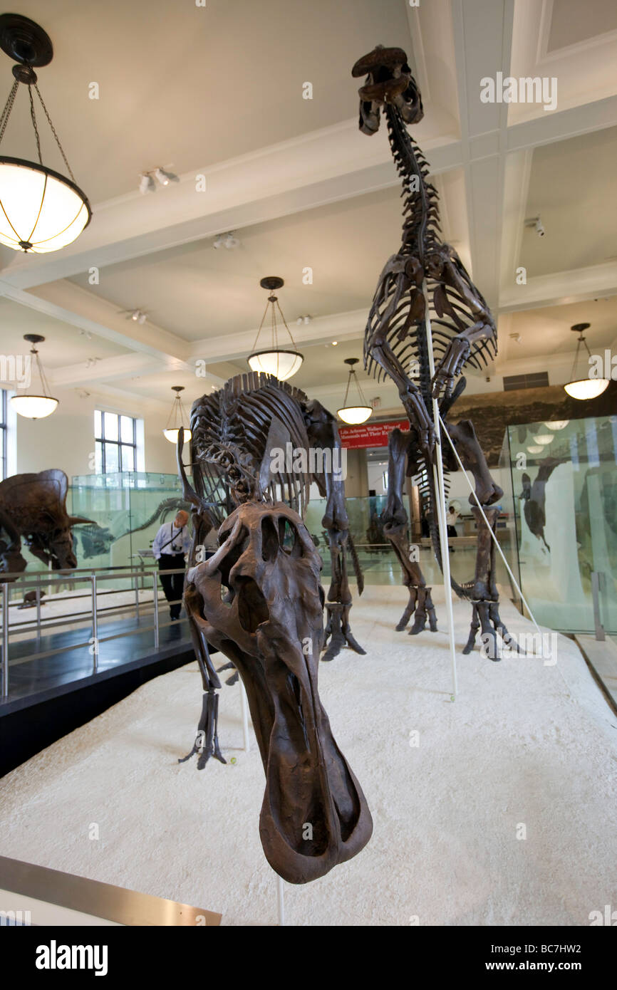 Hadrosauridae fossili aka il Duck fatturati i dinosauri Museo di Storia Naturale di New York Foto Stock