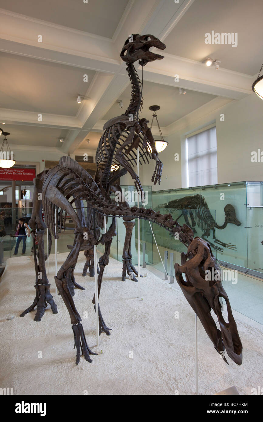 Hadrosauridae fossili aka il Duck fatturati i dinosauri Museo di Storia Naturale di New York Foto Stock