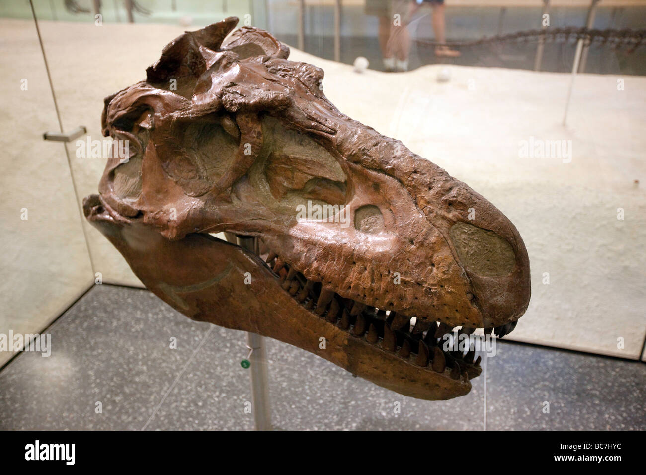 T Rex Skull Museo di Storia Naturale di New York Foto Stock