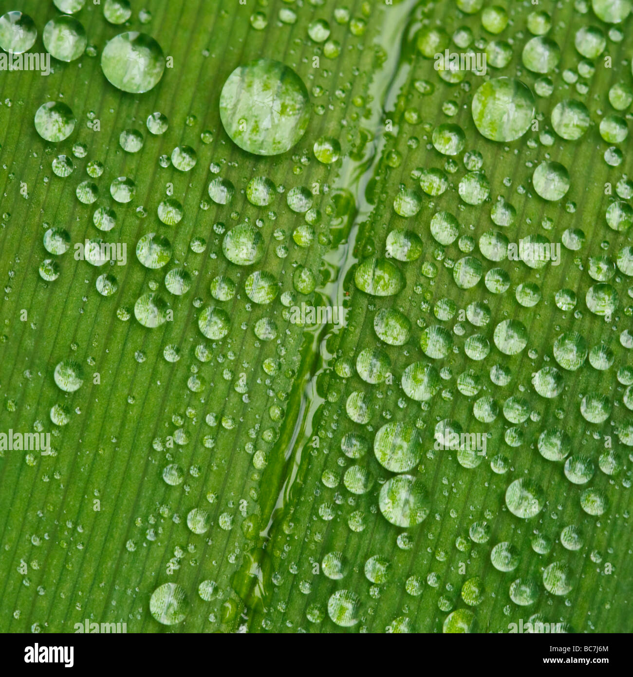 Gocce di pioggia su una foglia daylily Foto Stock
