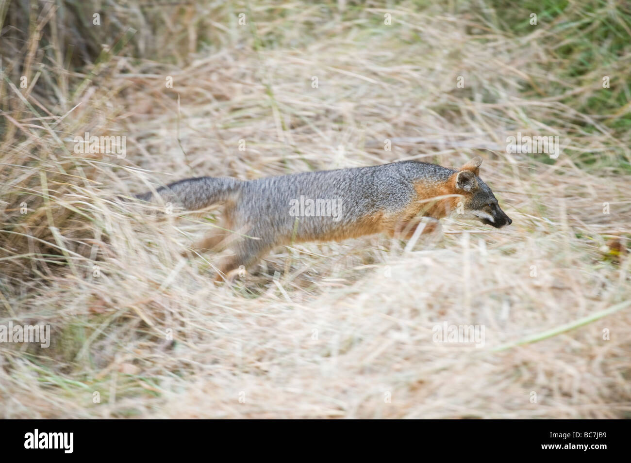 Isola Fox (Urocyon littoralis), in via di estinzione, Isola di Santa Cruz, il Parco Nazionale delle Channel Islands, endemico della California Foto Stock