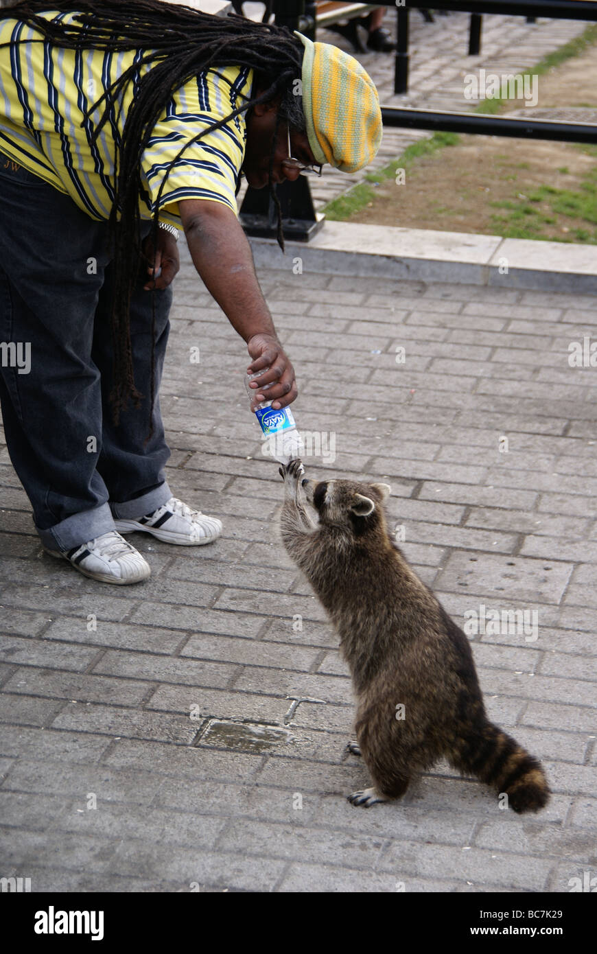 L uomo dà una bottiglia d'acqua per un racoon per bere Foto Stock