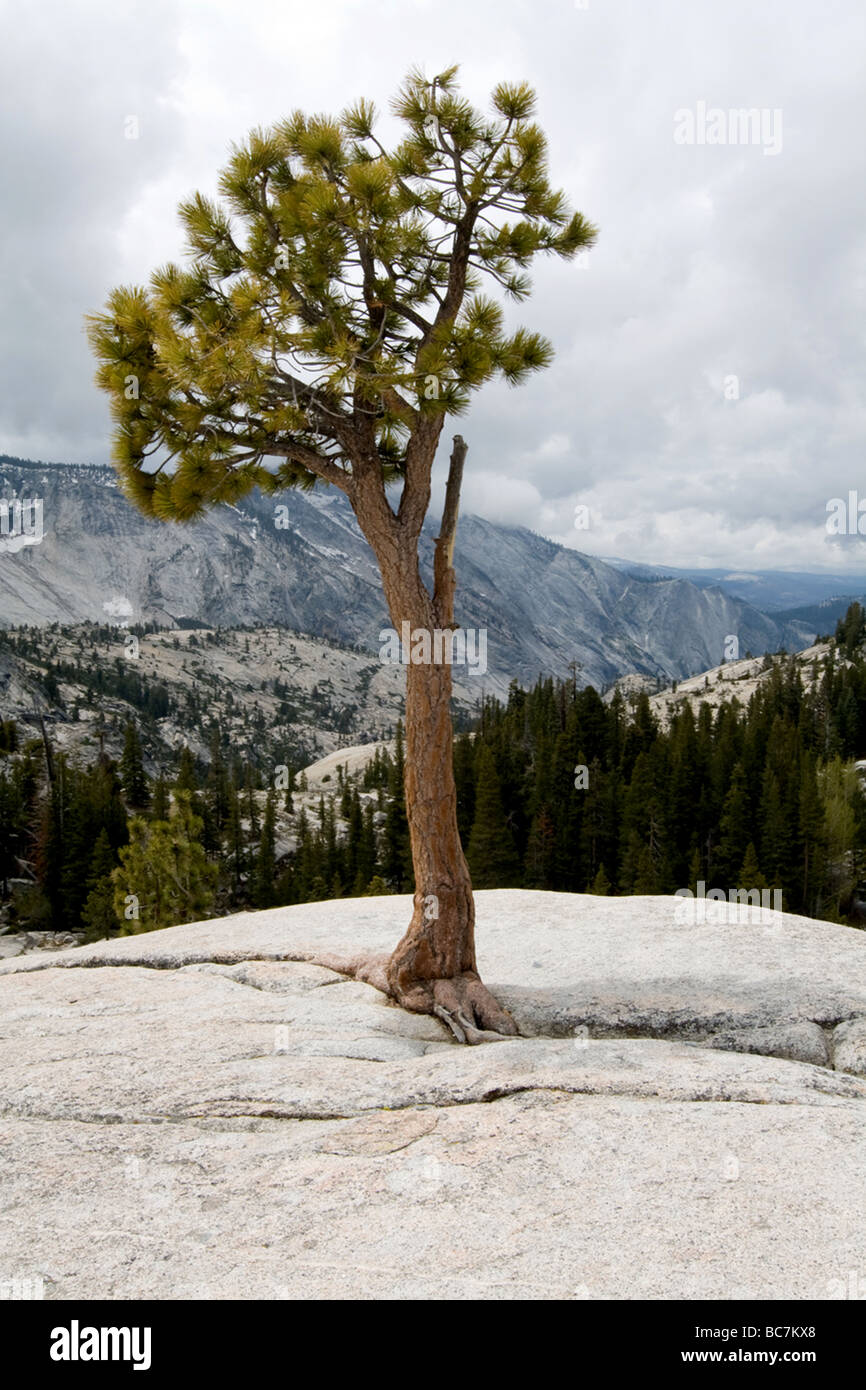Jeffery, pino Olmsted Point off Tioga Road, il Parco Nazionale di Yosemite Foto Stock