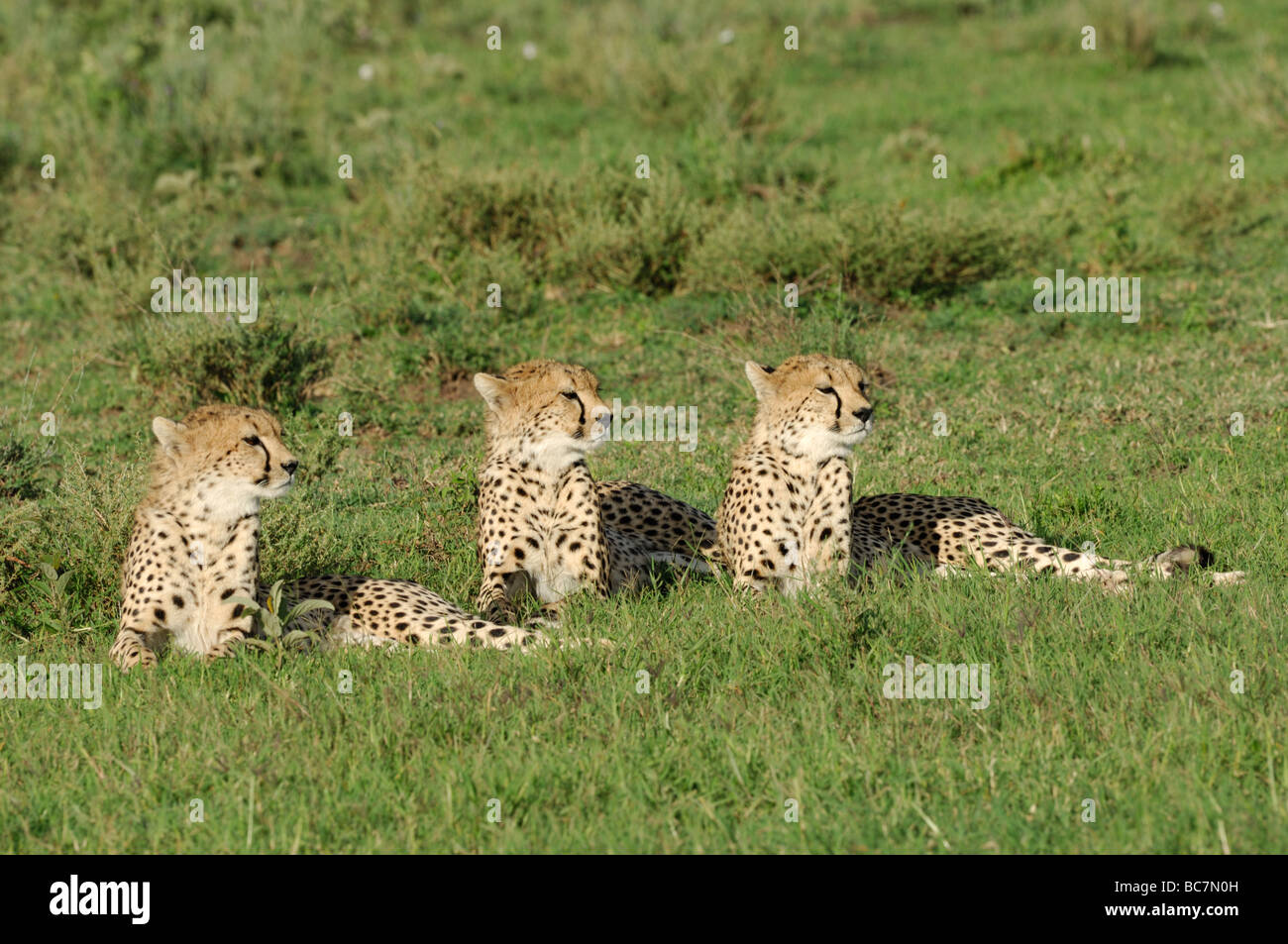 Foto di stock di tre fratelli ghepardo poggiante sulla breve pianura erbosa di Ndutu, Tanzania. Foto Stock