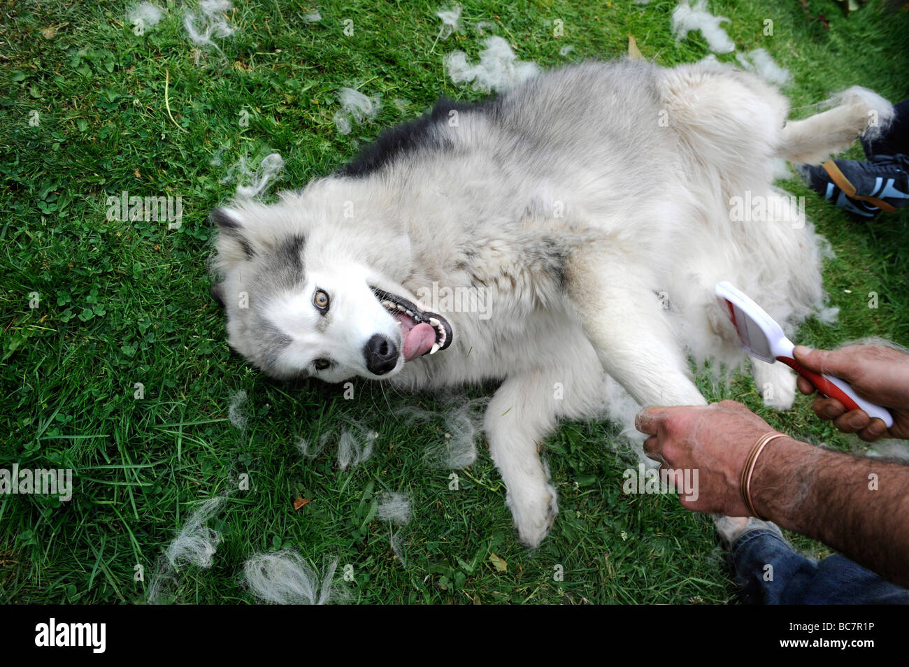 Un grande Alaskan Malamute Cane gioca pur avendo la sua pelliccia spazzolata Foto Stock