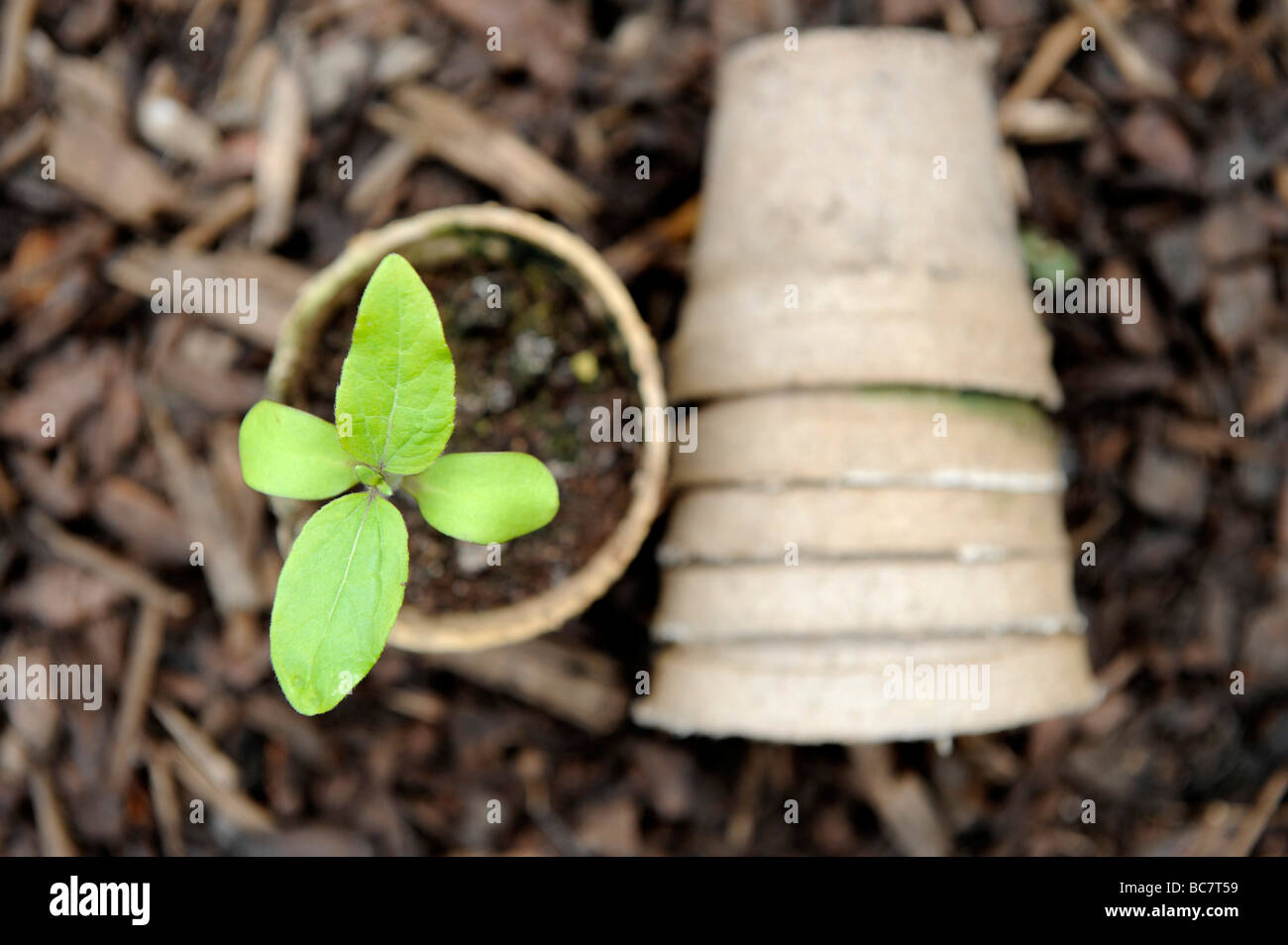 Le piantine che crescono in brown re utilizzato sementi compostabile bicchieri impilati su corteccia trucioli in un giardino organico Foto Stock