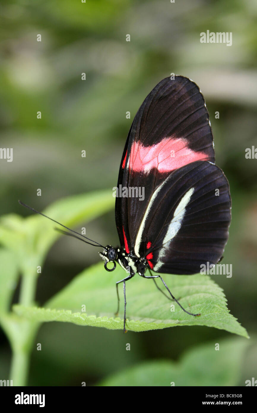 Portalettere Heliconius melpomene : mimando il colore forma di Heliconius erato preso per lo Zoo di Chester, England, Regno Unito Foto Stock