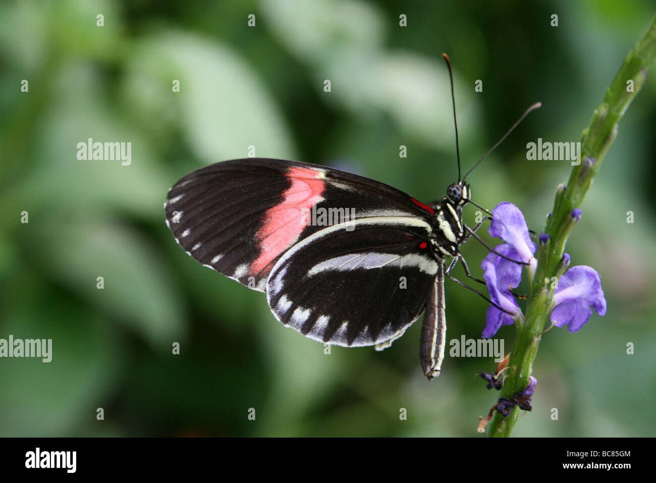 Portalettere Heliconius melpomene : mimando il colore forma di Heliconius erato preso per lo Zoo di Chester, England, Regno Unito Foto Stock
