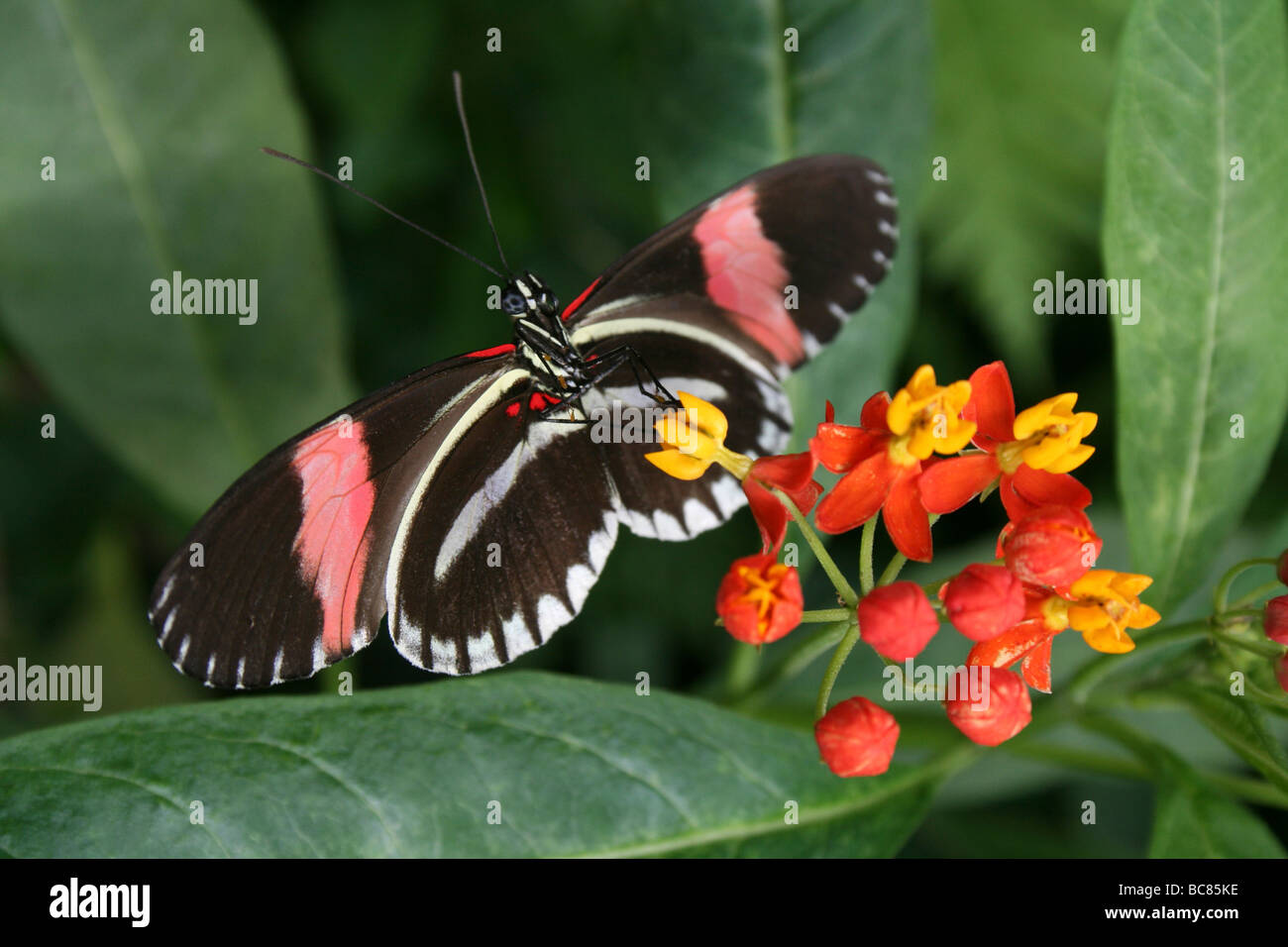 Portalettere Heliconius melpomene : mimando il colore forma di Heliconius erato preso per lo Zoo di Chester, England, Regno Unito Foto Stock