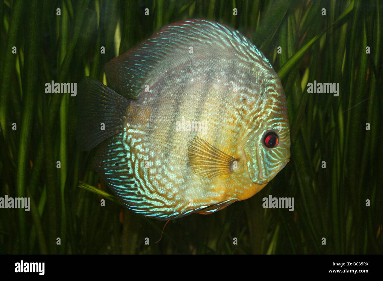 Turchese (a.k.a. Royal Blue) Discus Symphysodon aequifasciata haraldi preso per lo Zoo di Chester, England, Regno Unito Foto Stock