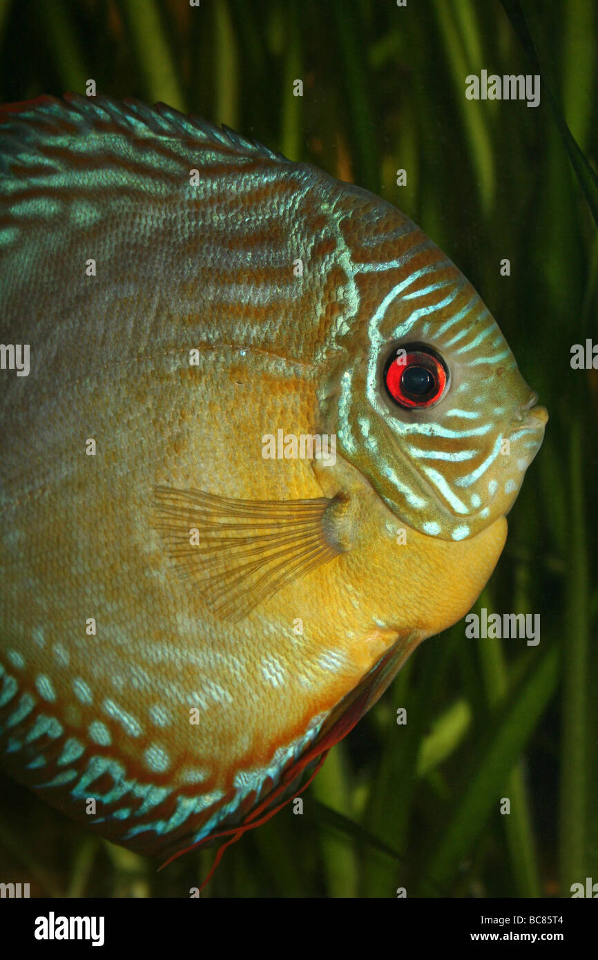 Turchese (a.k.a. Royal Blue) Discus Symphysodon aequifasciata haraldi preso per lo Zoo di Chester, England, Regno Unito Foto Stock