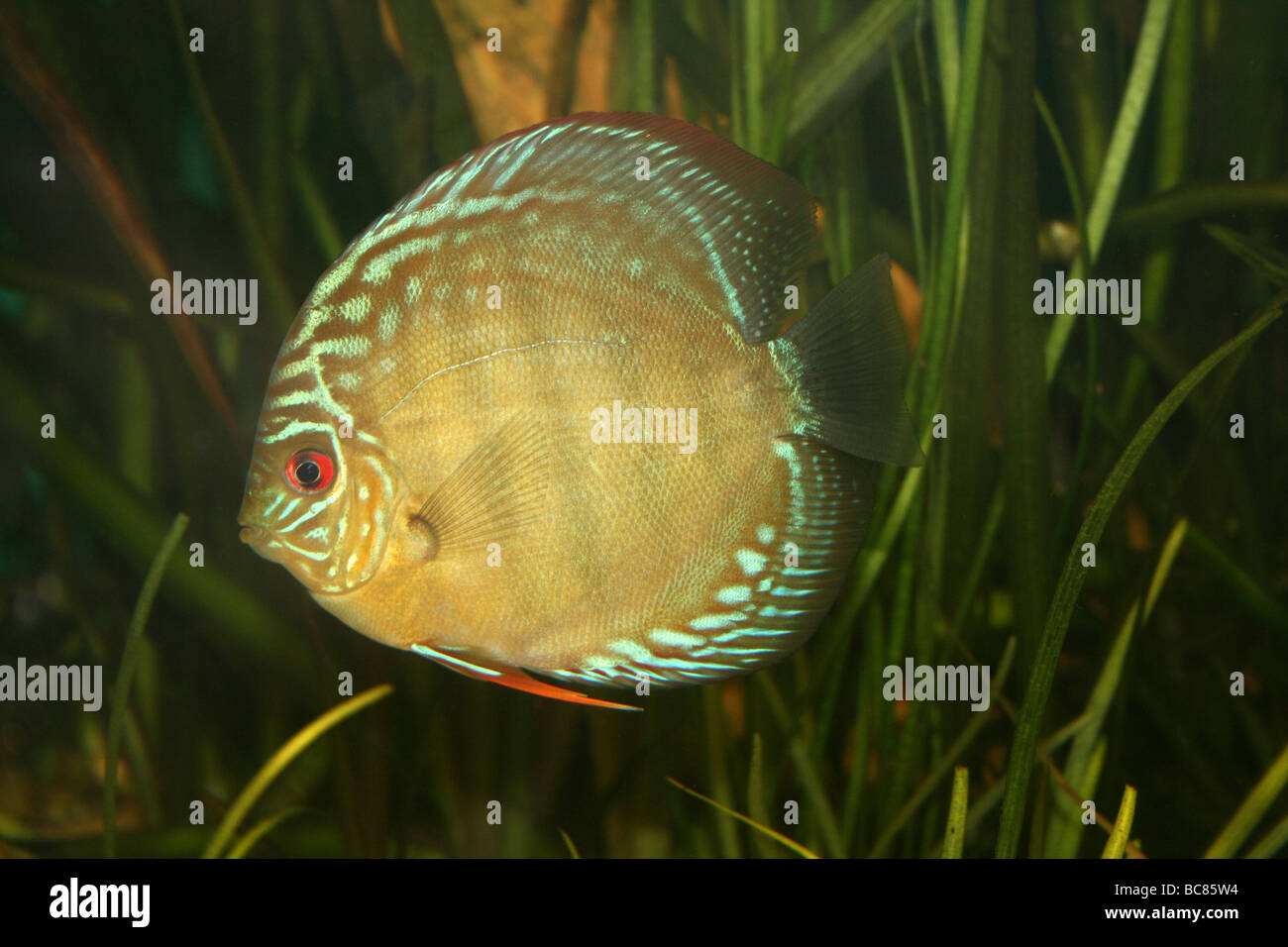 Turchese (a.k.a. Royal Blue) Discus Symphysodon aequifasciata haraldi preso per lo Zoo di Chester, England, Regno Unito Foto Stock