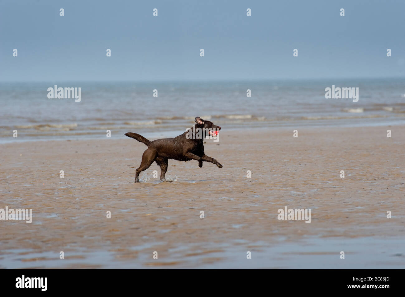 Il labrador nero cane giocare con un giocattolo su una spiaggia in Inghilterra Foto Stock