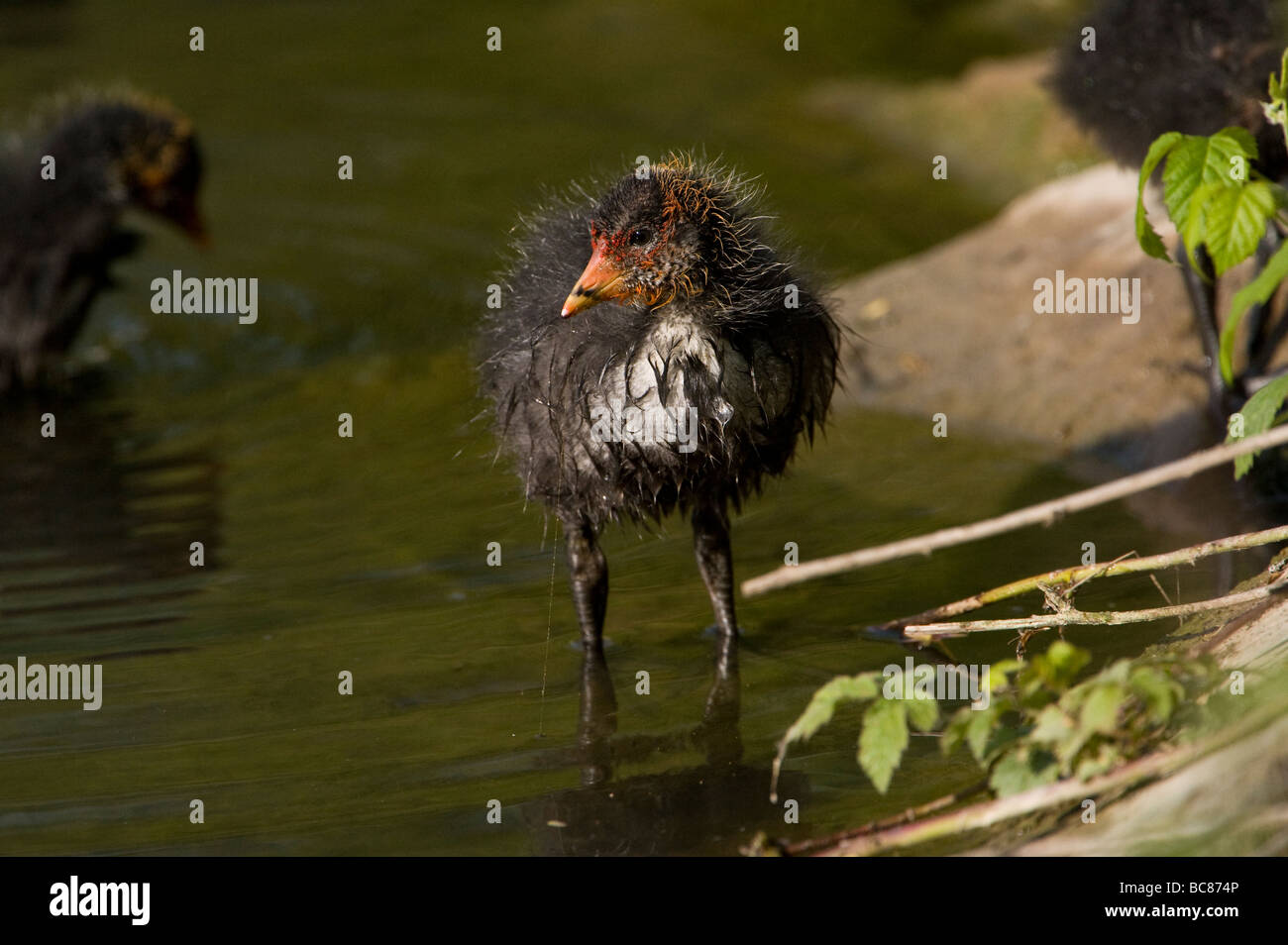 Eurasian coot pulcini in uno stagno in Belgio Foto Stock