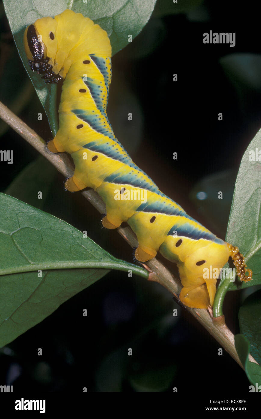 Caterpillar giallo per un Hawkmoth Foto Stock