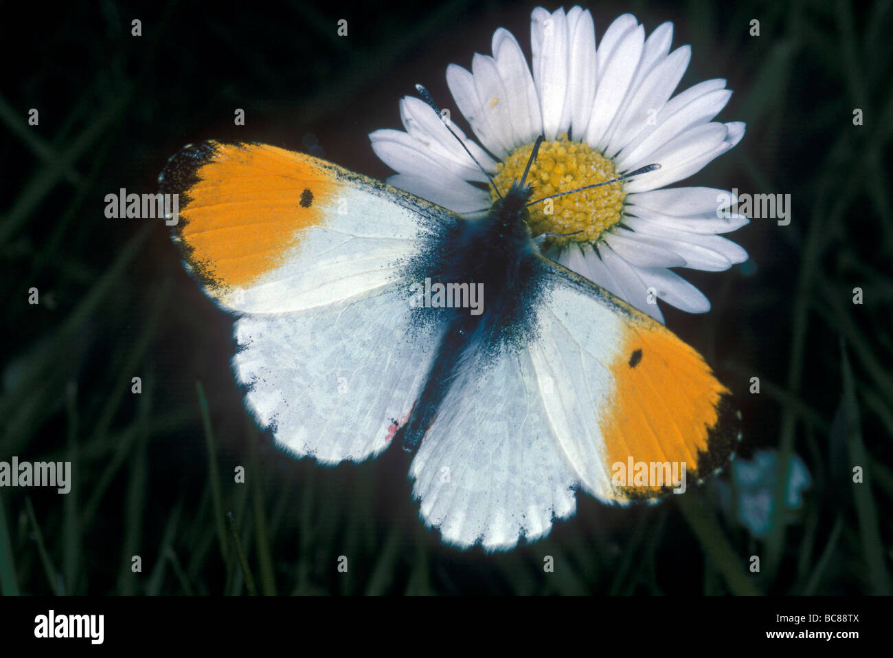 Farfalla su una margherita Foto Stock