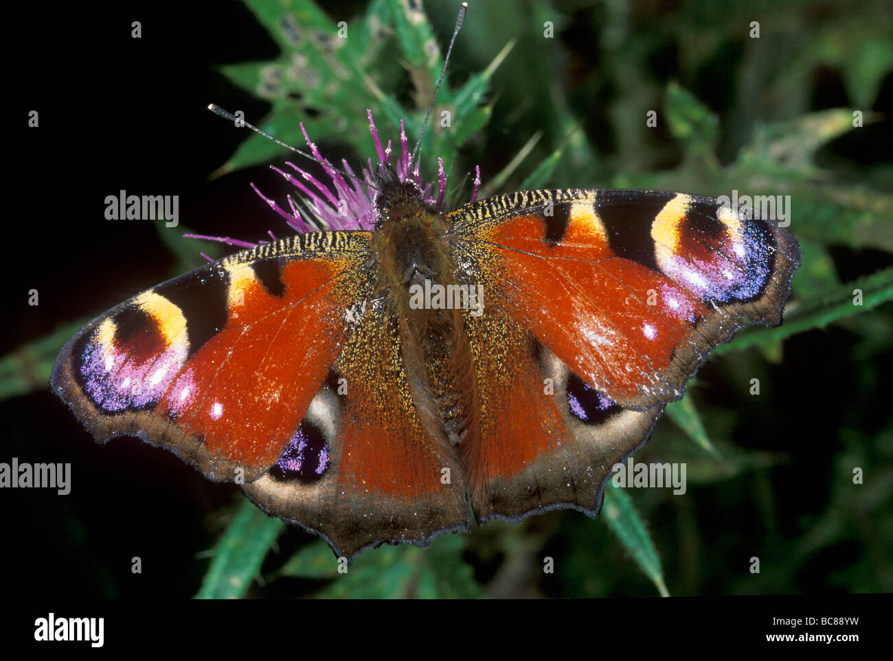 Unione farfalla pavone (Inachis io) Foto Stock