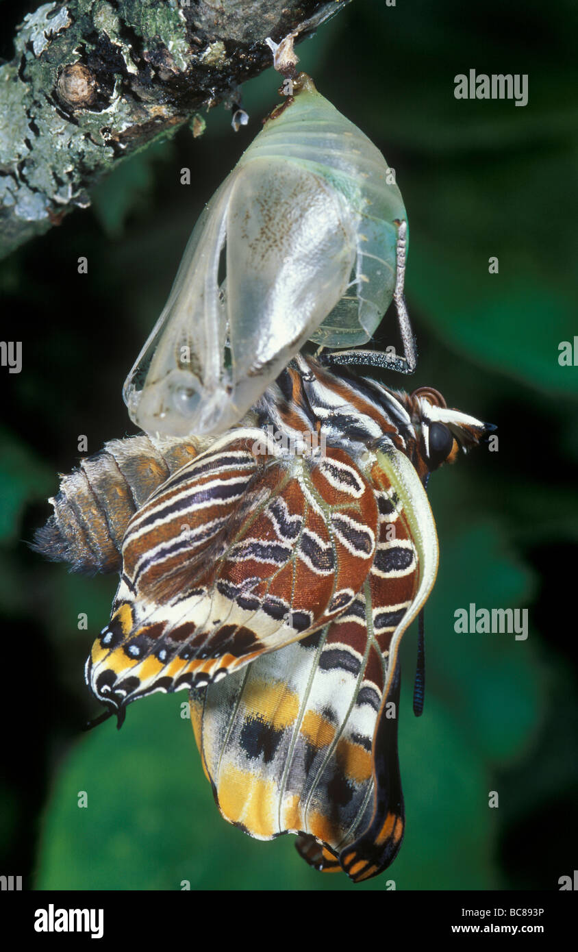 Butterfly emergenti dalla sua crisalide Foto Stock