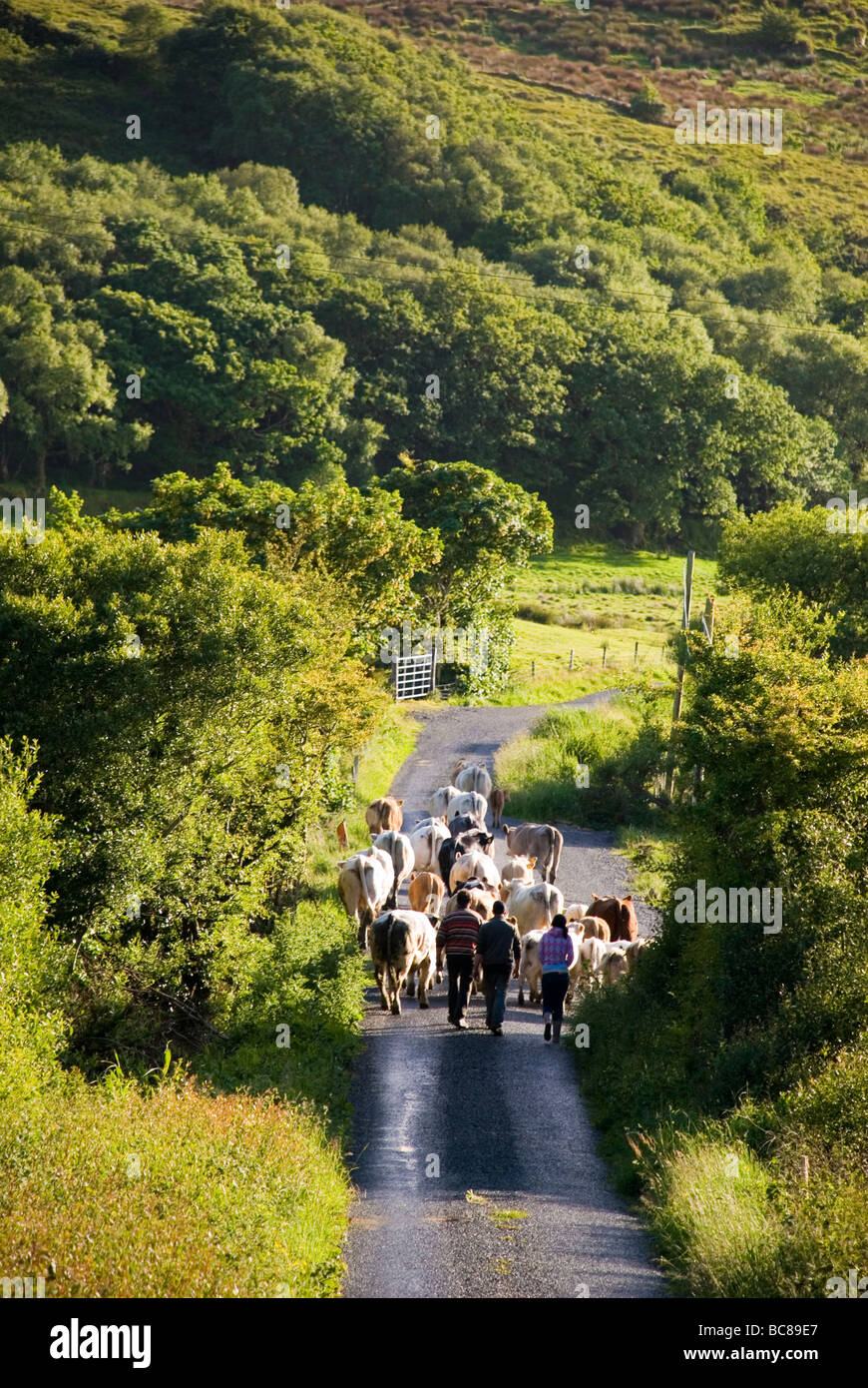 Ardara County Donegal Irlanda bovini sono azionati di nuovo pascolo Foto Stock