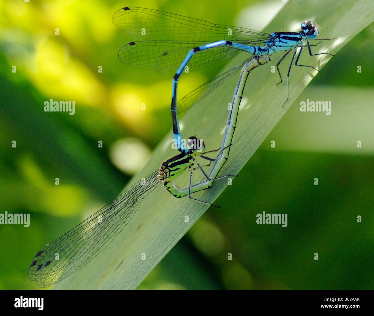 Una coppia di Azure Damselfly, Azure Bluet (Coenagrion puella) di accoppiamento Foto Stock