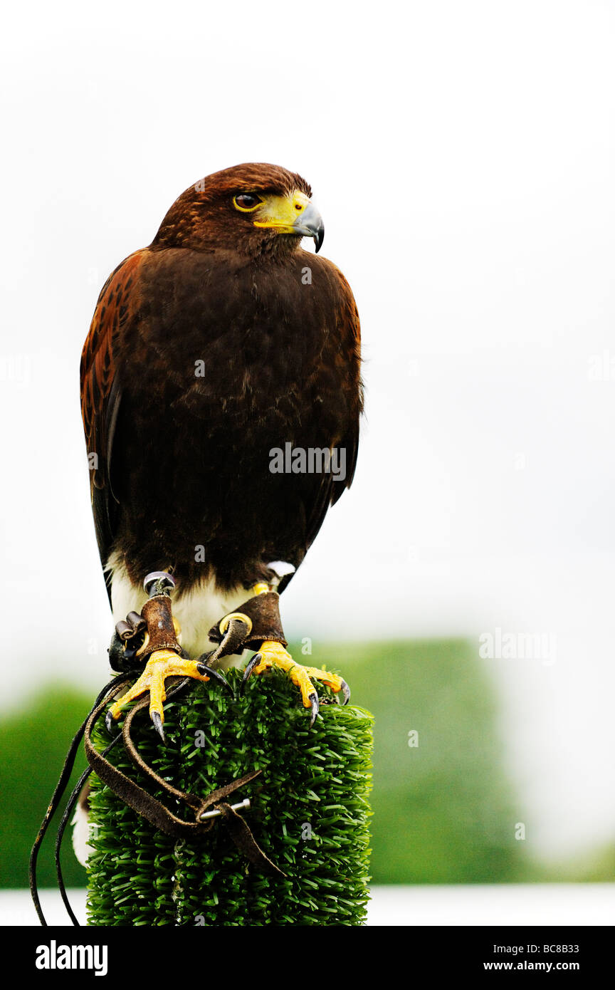 Captive Bird rapaci Foto Stock