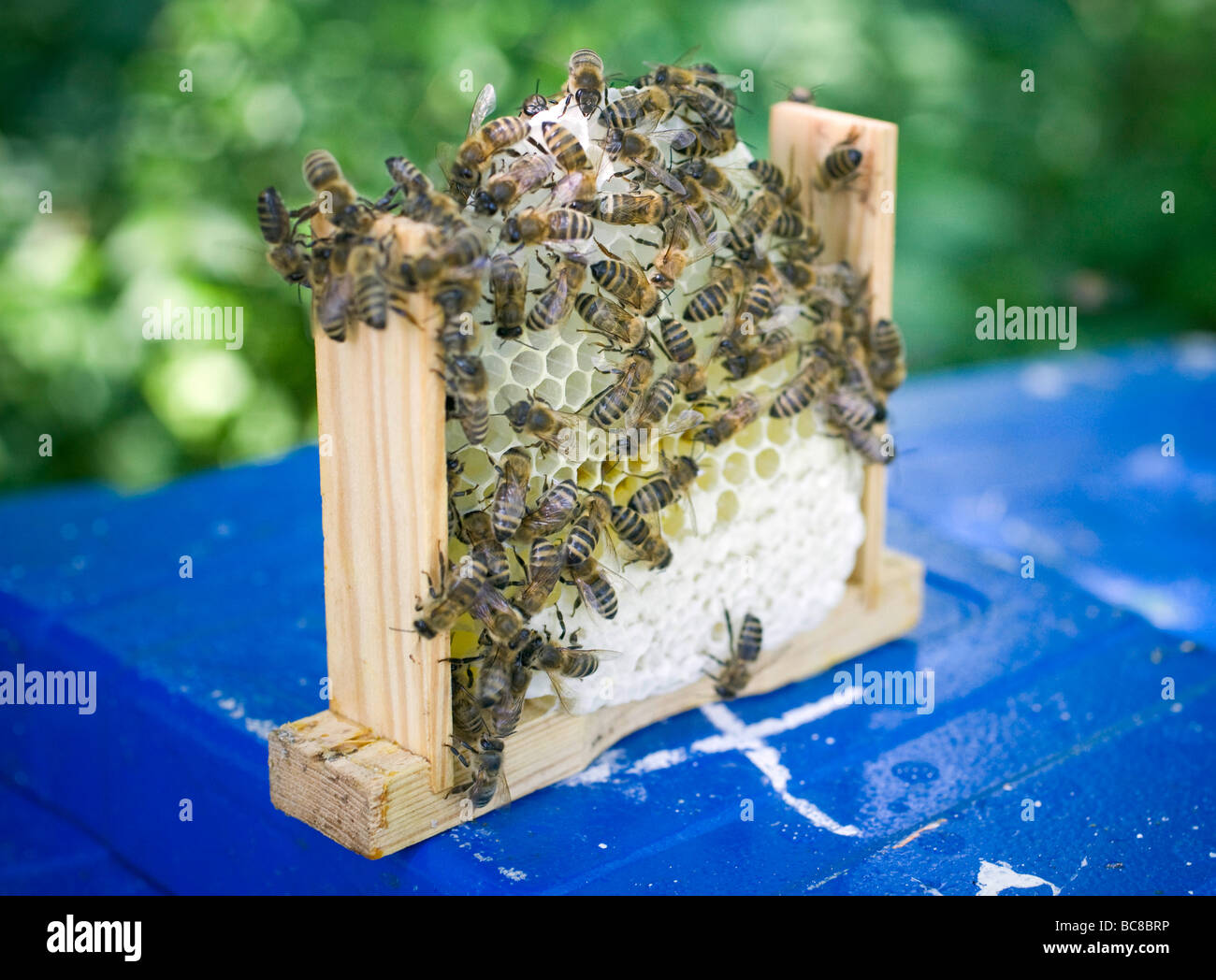 Bienen auf einer Bienenwabe Foto Stock